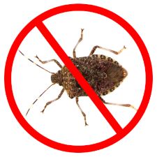 Stink Bugs will be returning this Fall!