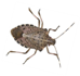 Stink Bug